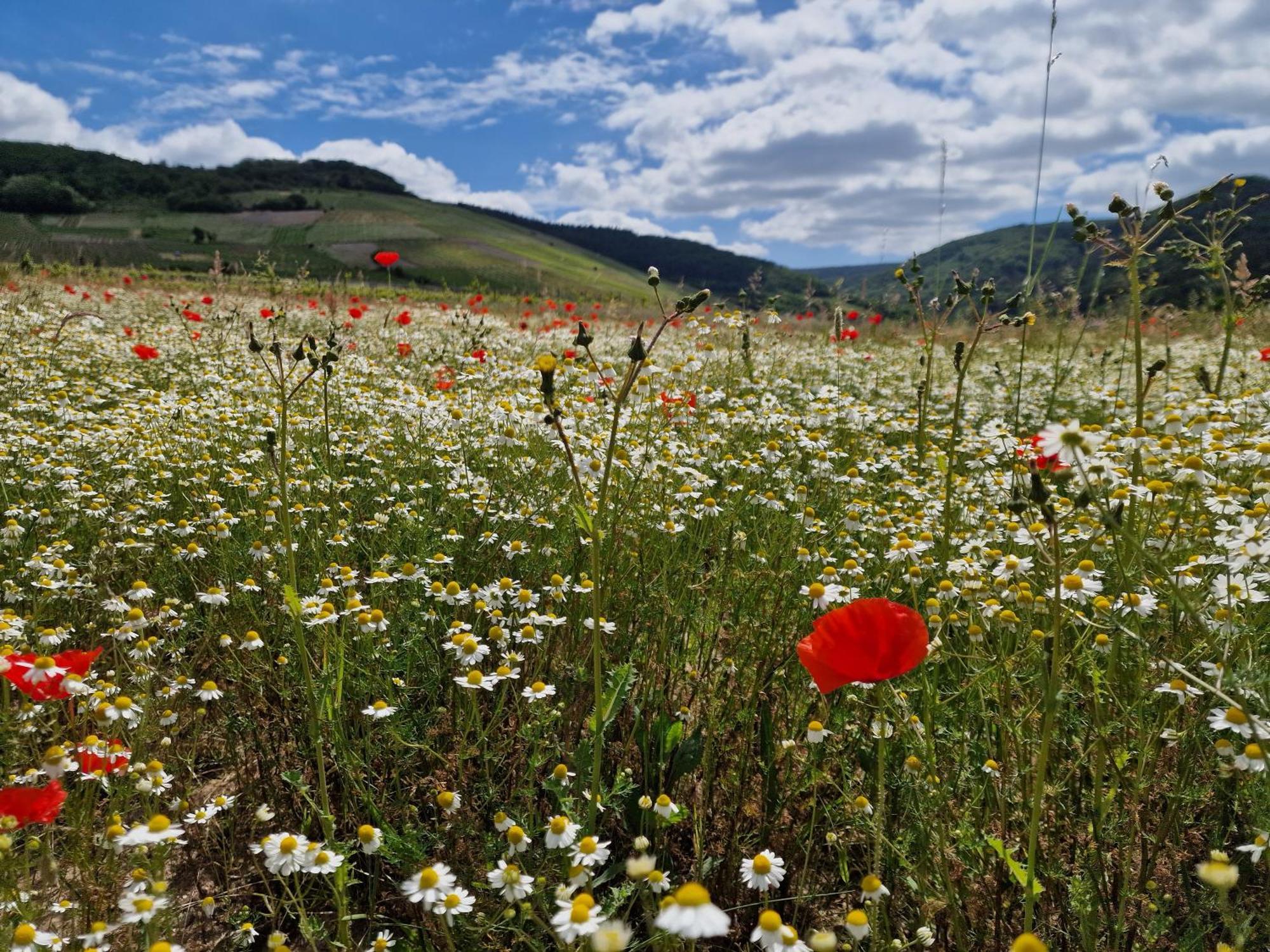 Das Rote Ferienhaus Terlinden Lieser Luaran gambar